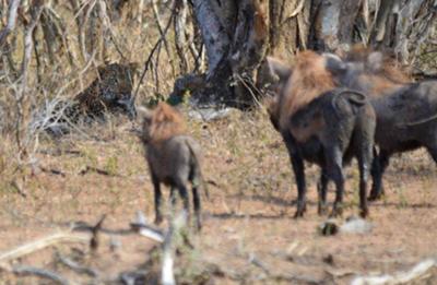 Leopard watching warthogs watching leopard