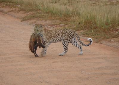 Leopard with bat eared fox ..taken in Kalahari