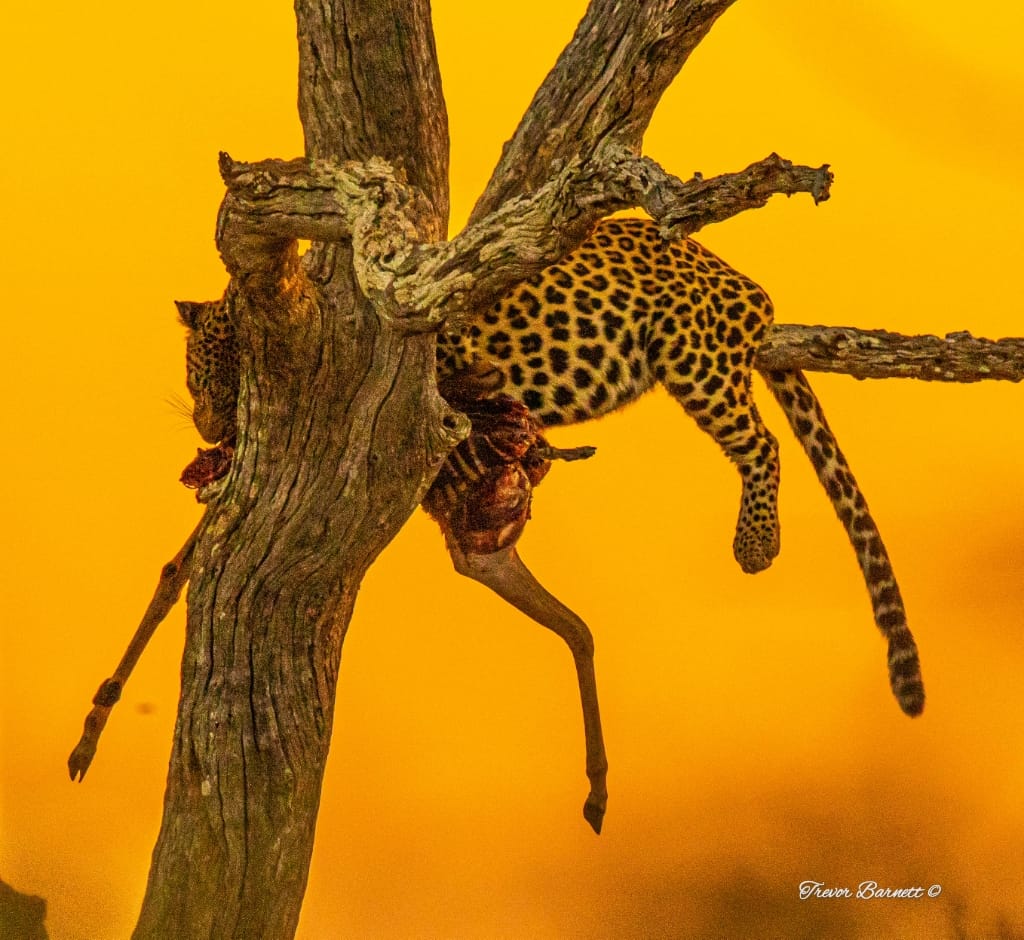 leopard with kill at sunset