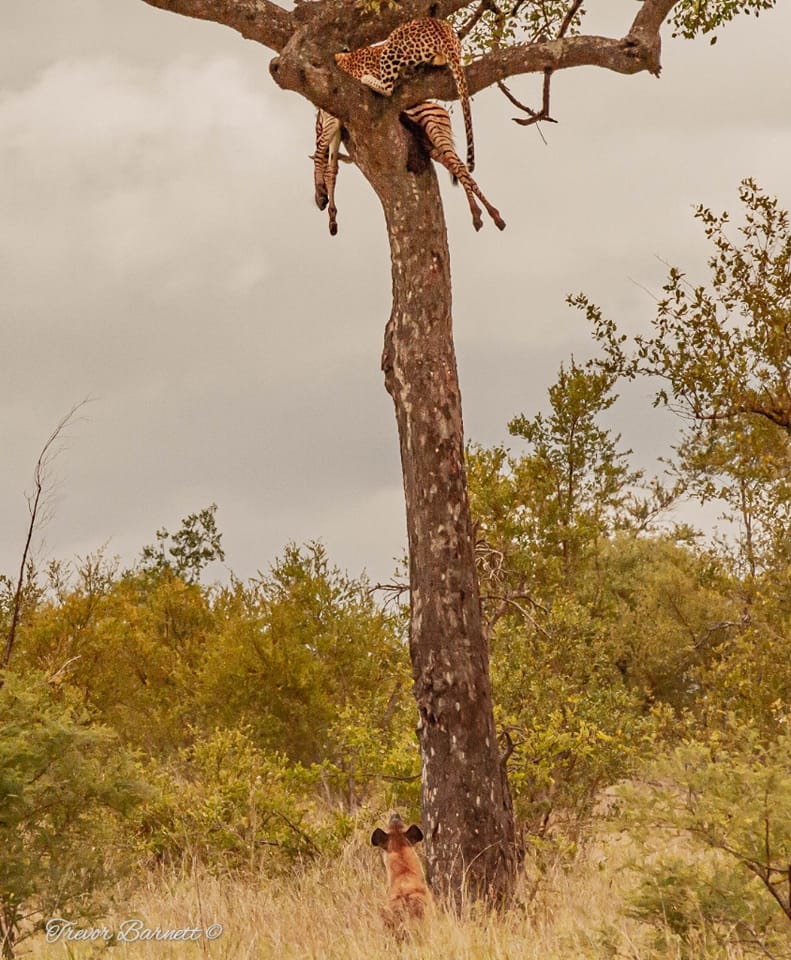 leopard with zebra kill 7