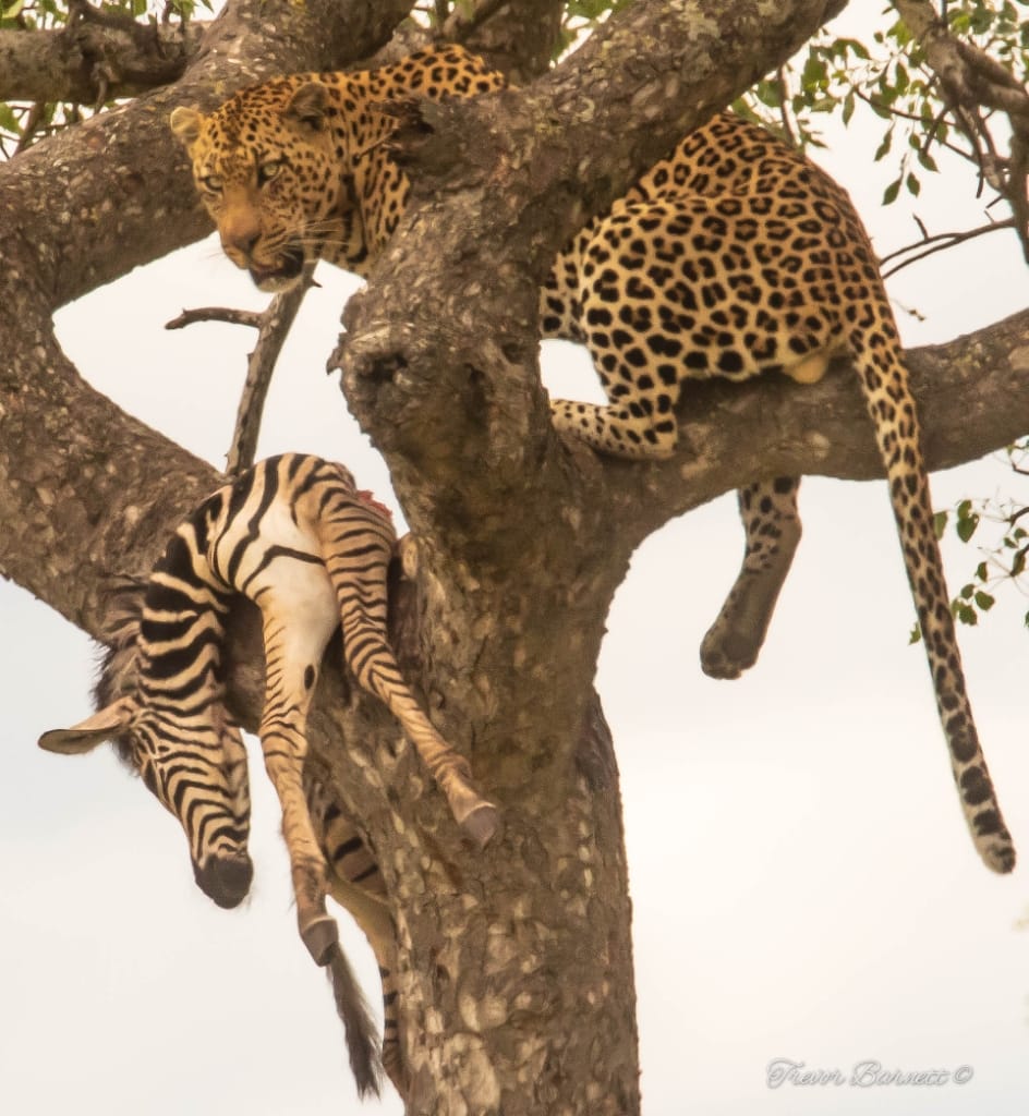 leopard with zebra kill 1