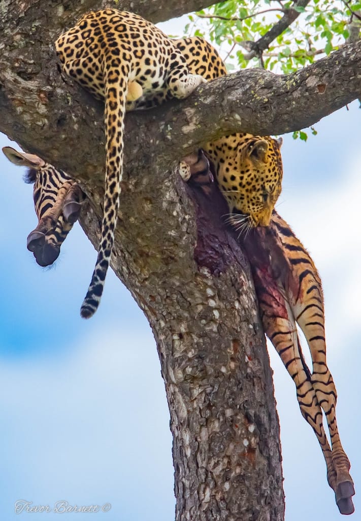 leopard with zebra kill 2
