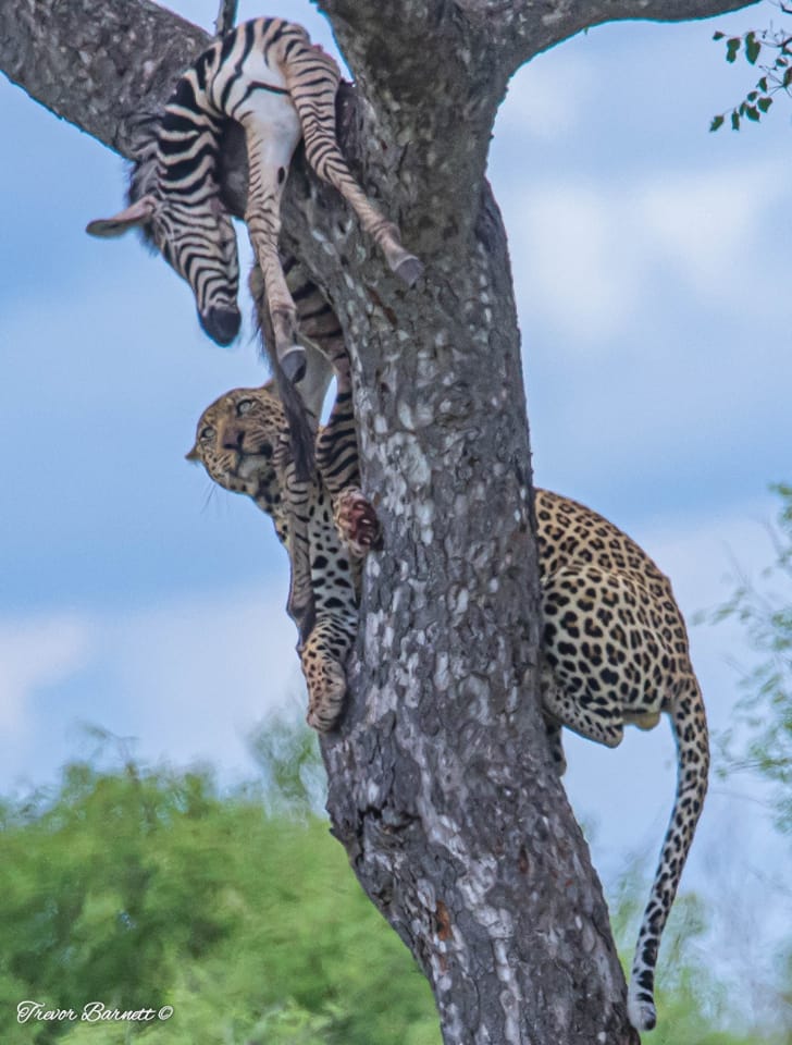 leopard with zebra kill 3