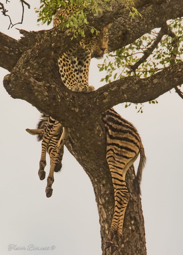 leopard with zebra kill 4