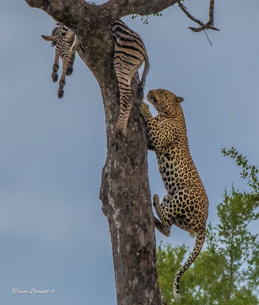 leopard with zebra kill 5