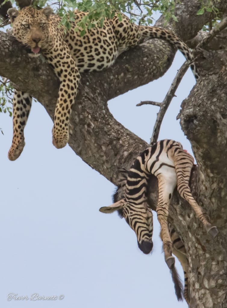 leopard with zebra kill 6
