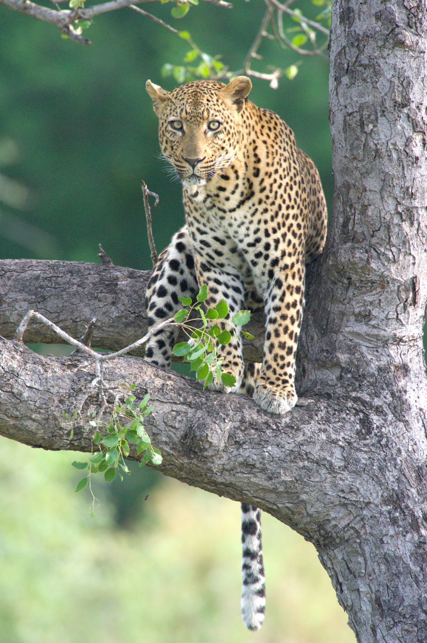 Skukuza Safari Lodge Leopard image taken in Kruger National Park