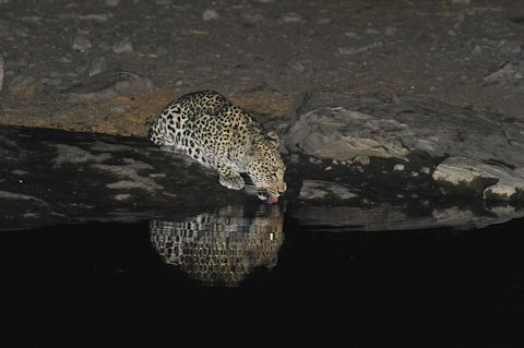 leopard drinking at night at Moringa waterhole in Halali camp leopard drinking at night at Moringa waterhole in Halali camp