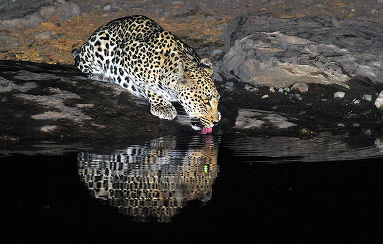Leopard drinking at Halali camp waterhole in Etosha, Namibia
