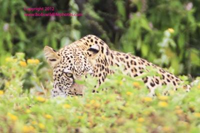 The first of the group of 3