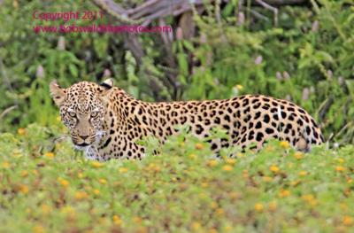Same leopard different angle