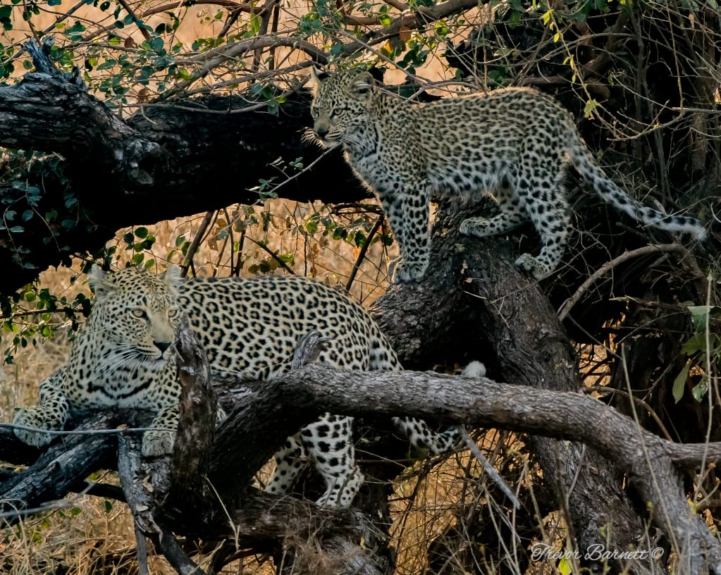 leopard mother with cub near Tshokwane