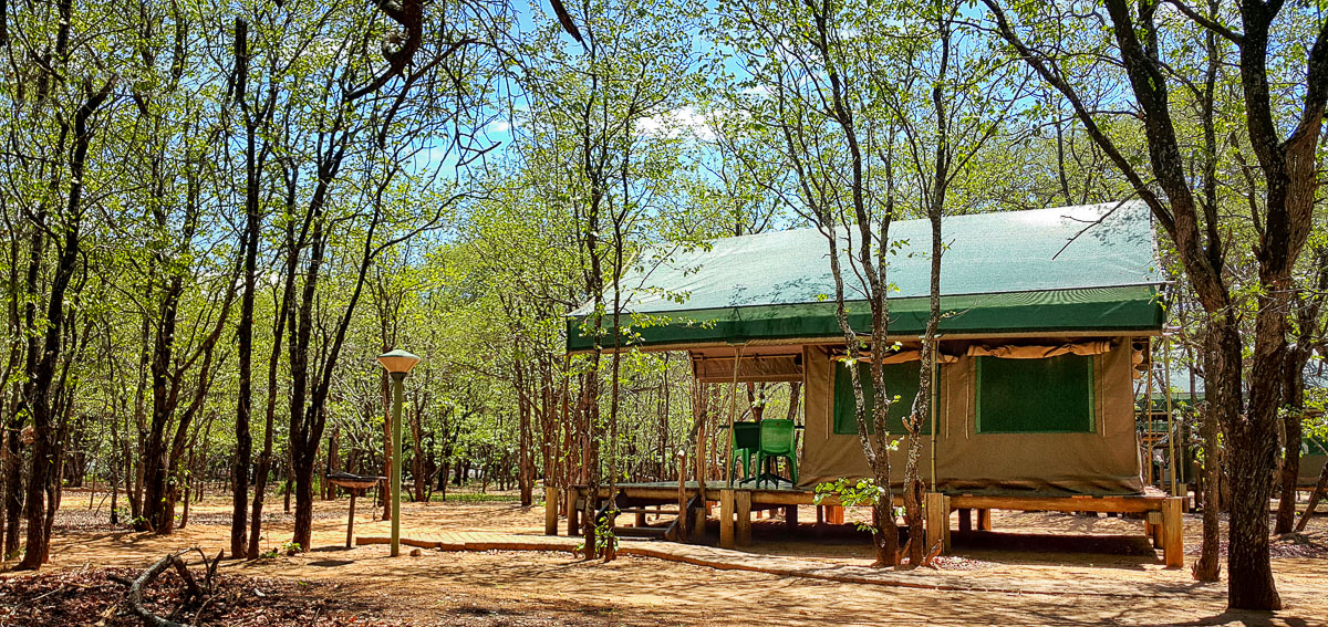 Letaba tent amongst the Mopane trees