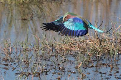 Lilac-breasted Roller