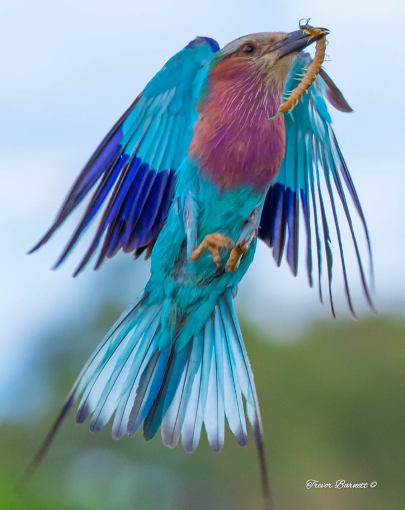 lilac breasted roller with centipede