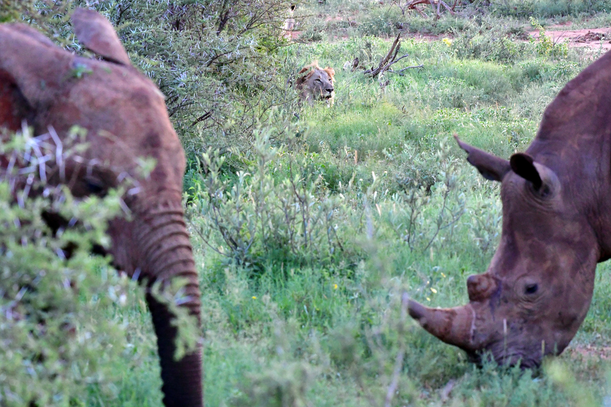 three of the big-five animals in one frame!