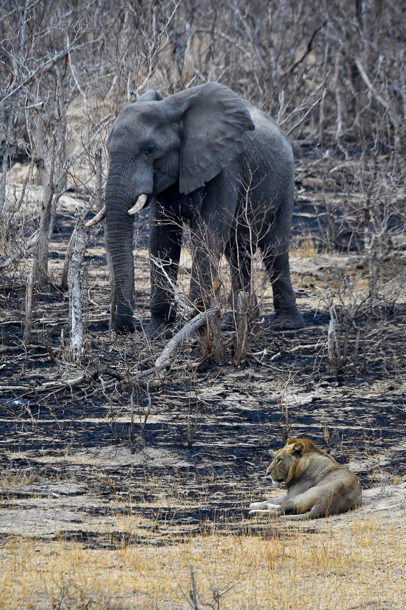Male lion and elephant sizing each other up at Transport Dam, Kruger Park