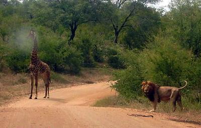 Lion and Giraffe