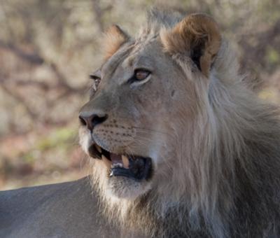 Regal Gaze