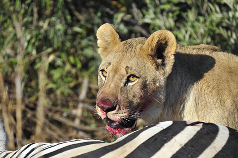 lion cub playing with zebra kill