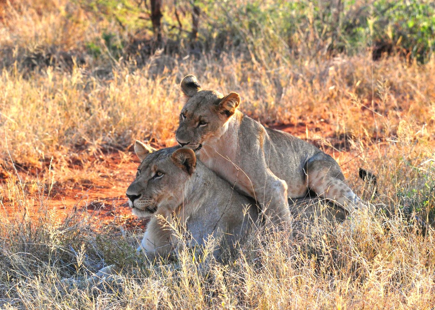 Lion cub playing image taken while on game drive with Mankanyane