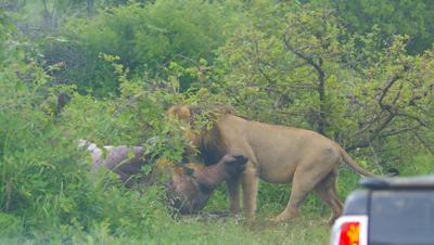 Lion with hippo carcass