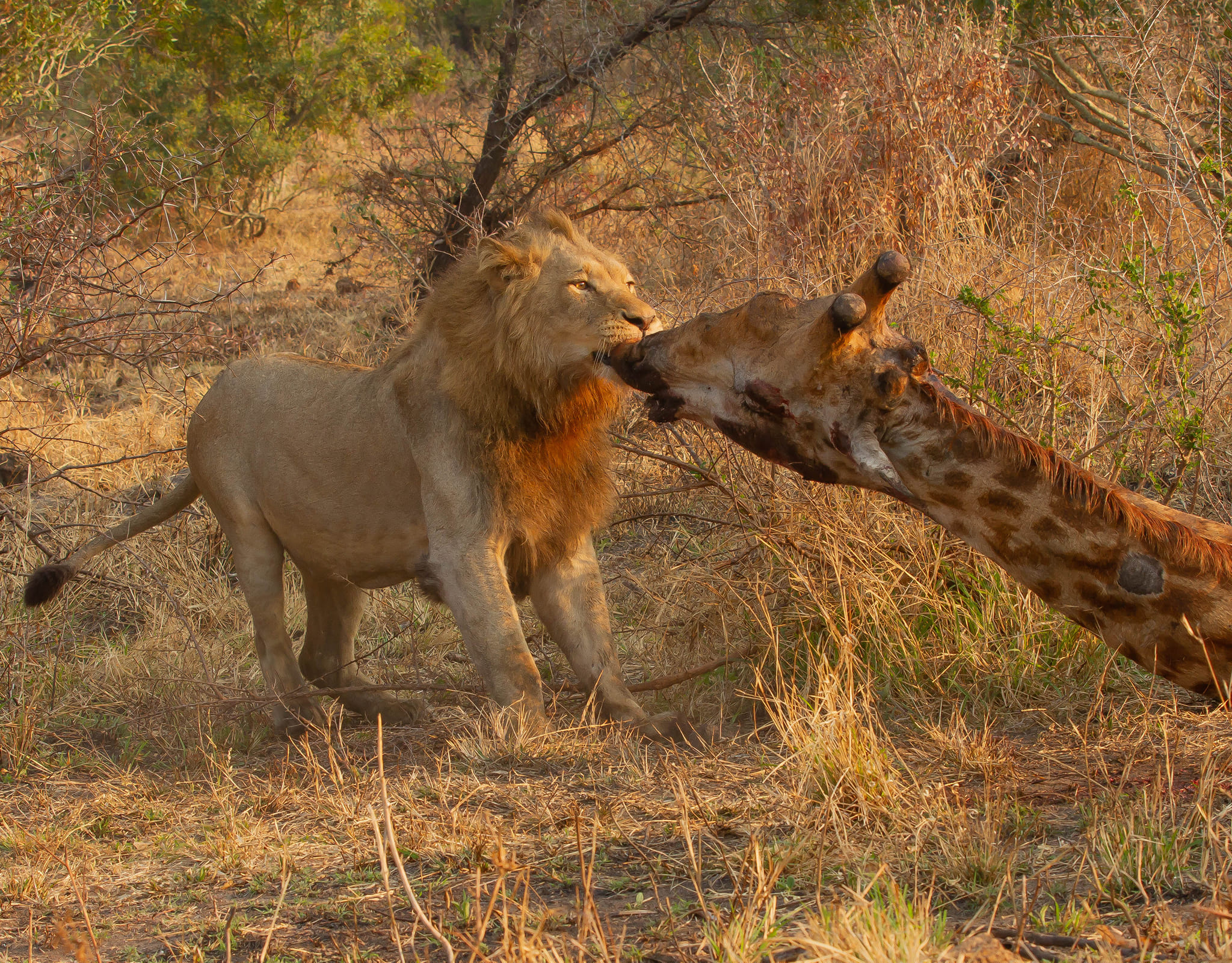 Male lion with giraffe kill