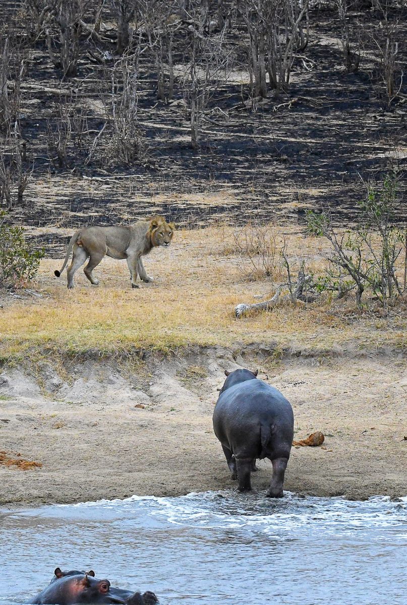 lion hippo at Transport Dam