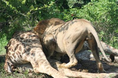 Male lion digging into the kill