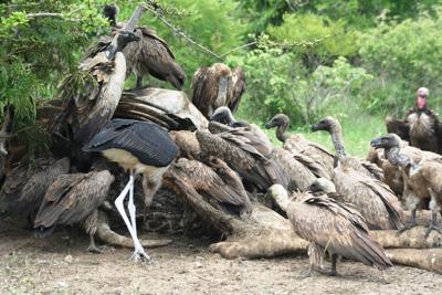 Vultures taking over