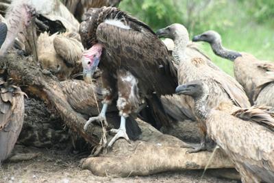 Vultures feeding