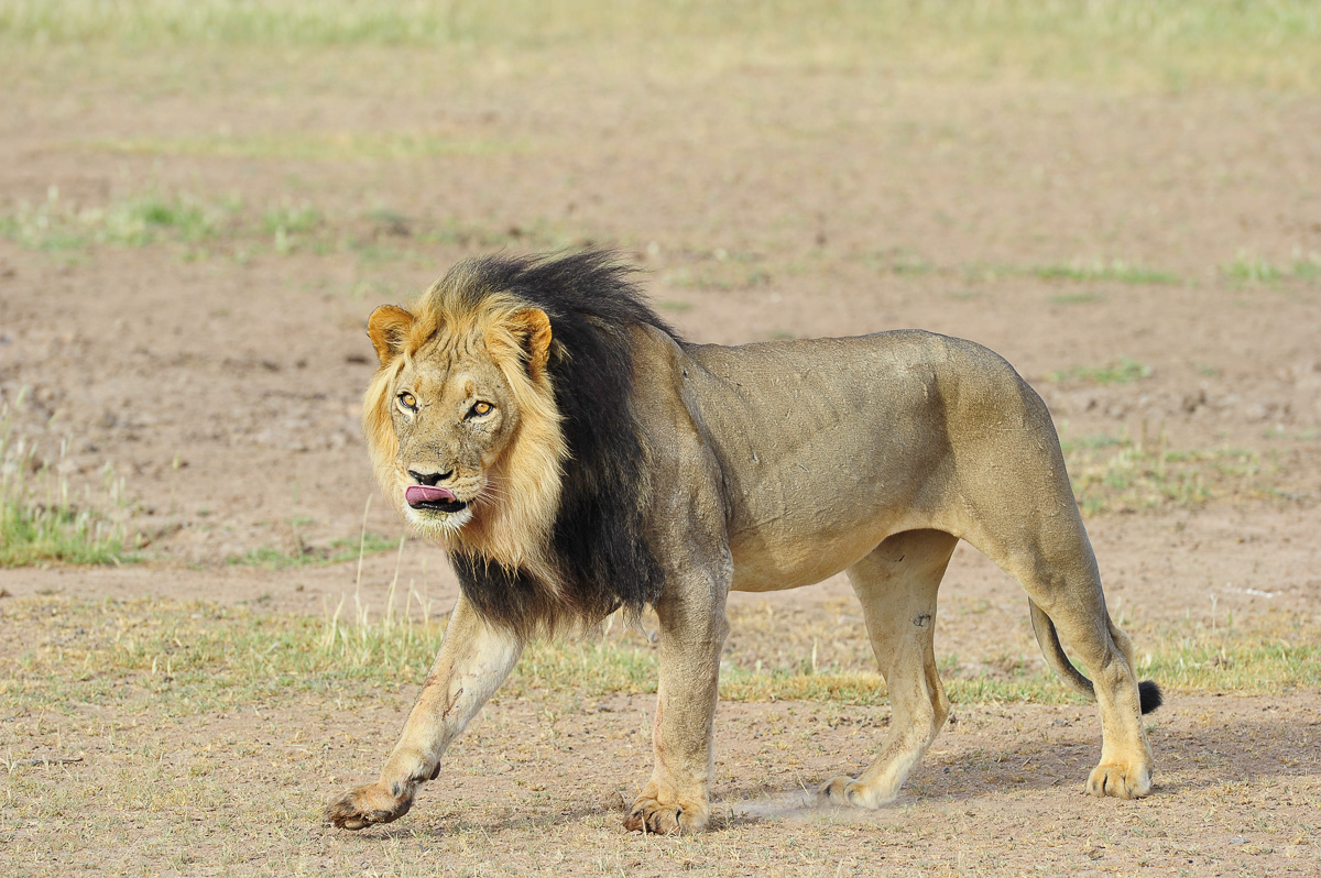 lion licking after drinking at Urikaruus waterhole