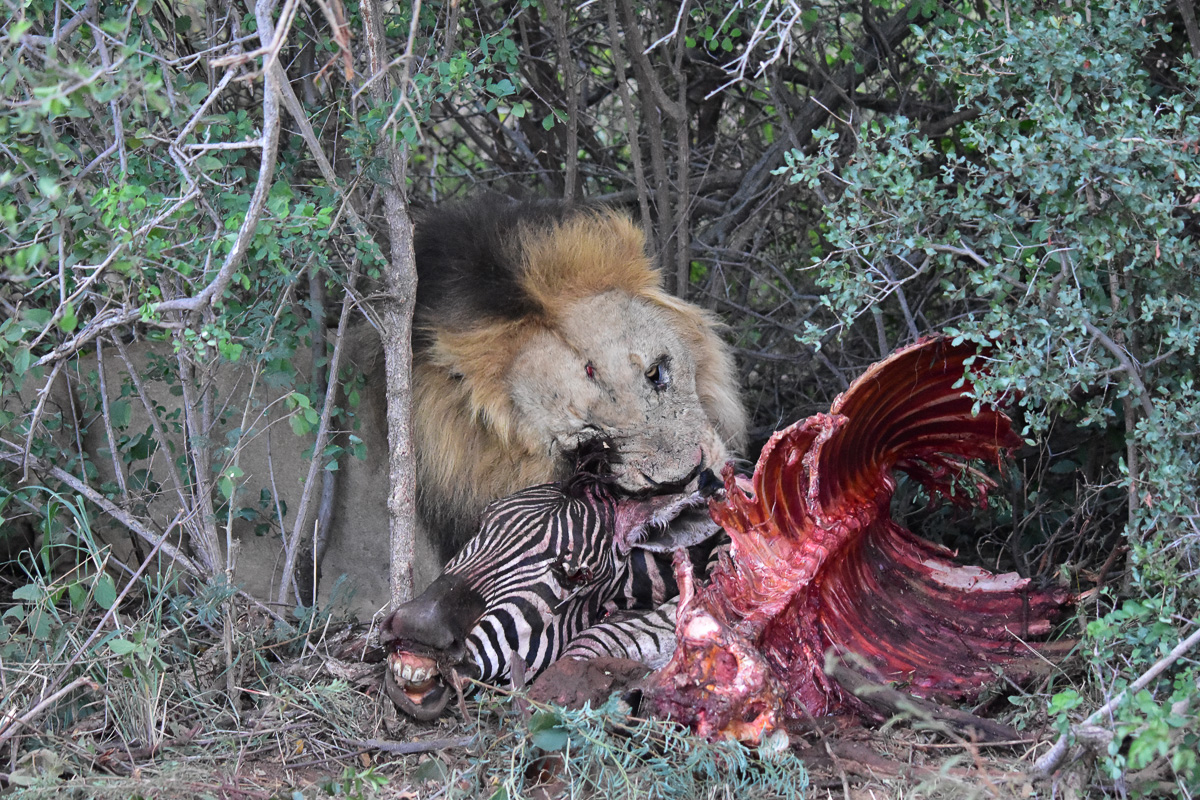Male lion eating zebra