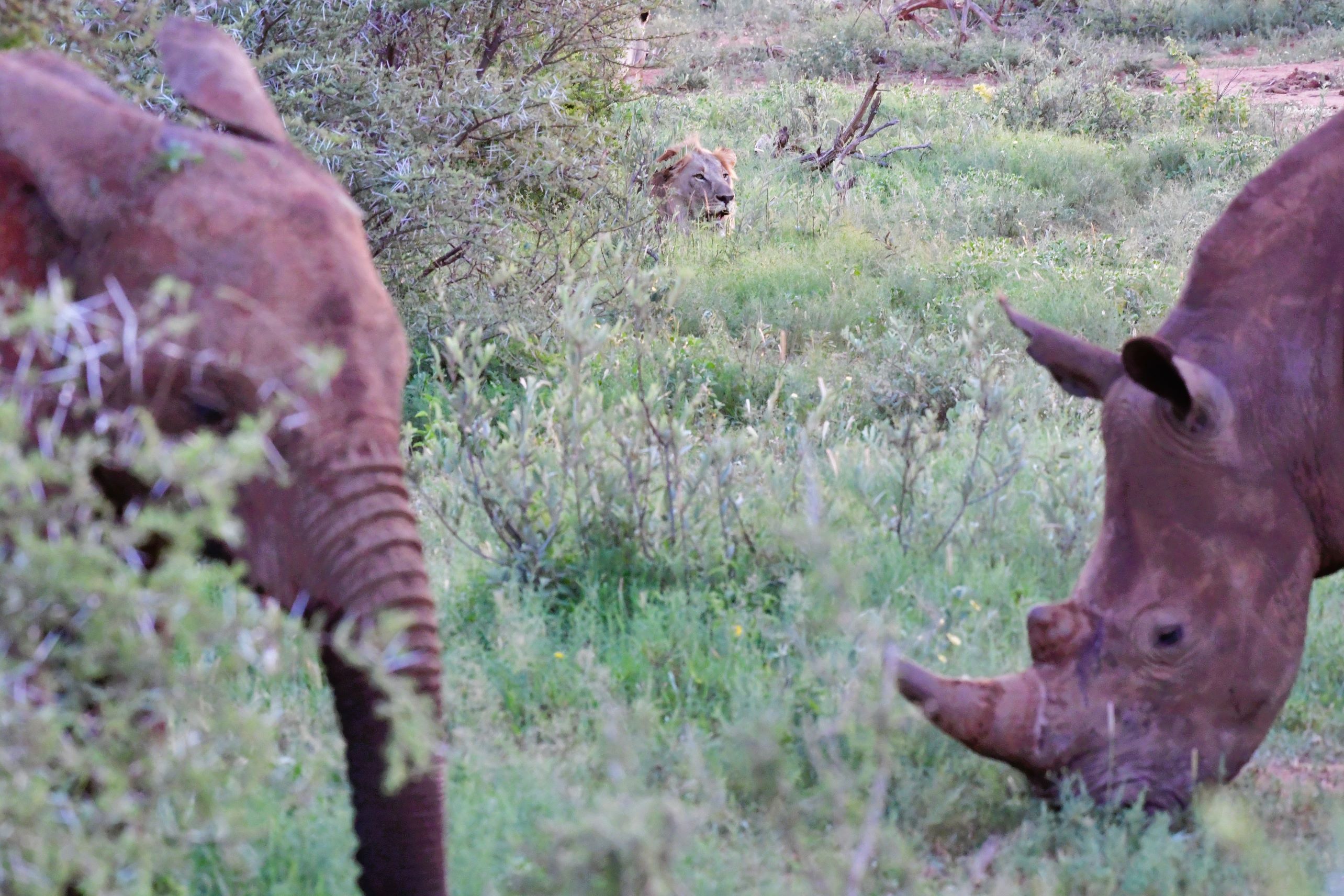3-in-1 lion elephant rhino