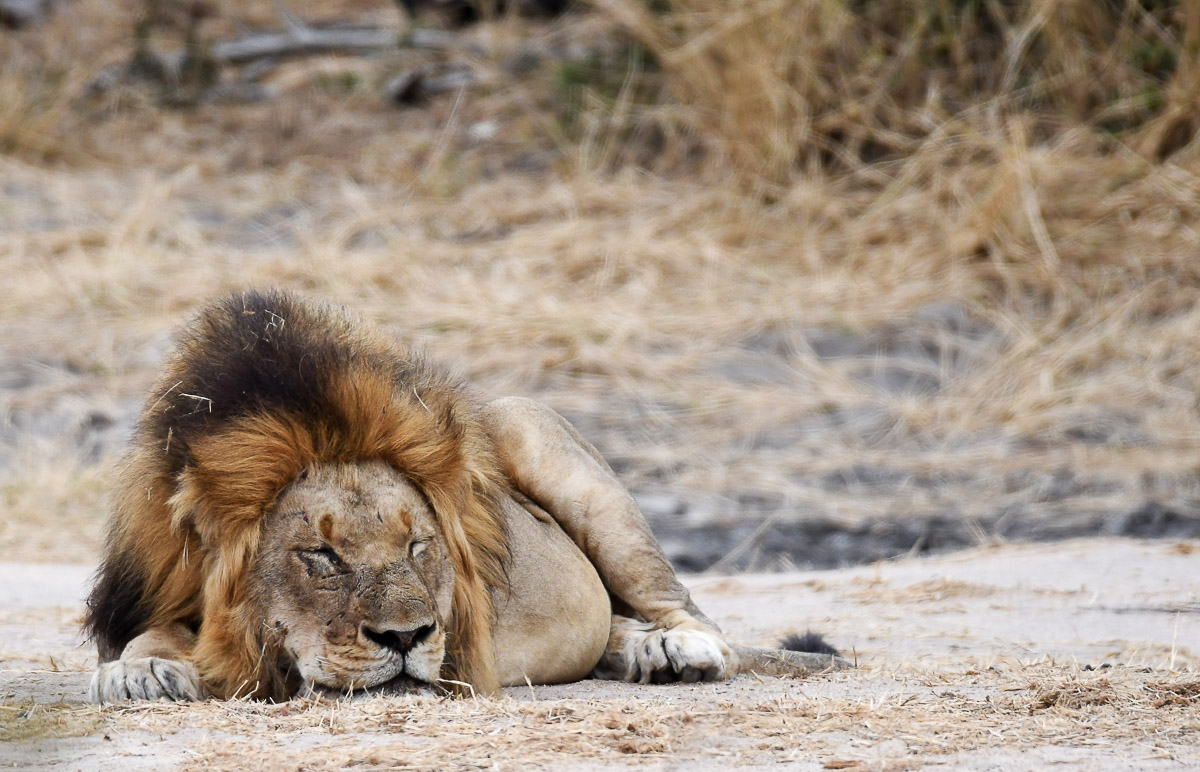 Male lion sleeping at De Laporte waterhole, Kruger Park