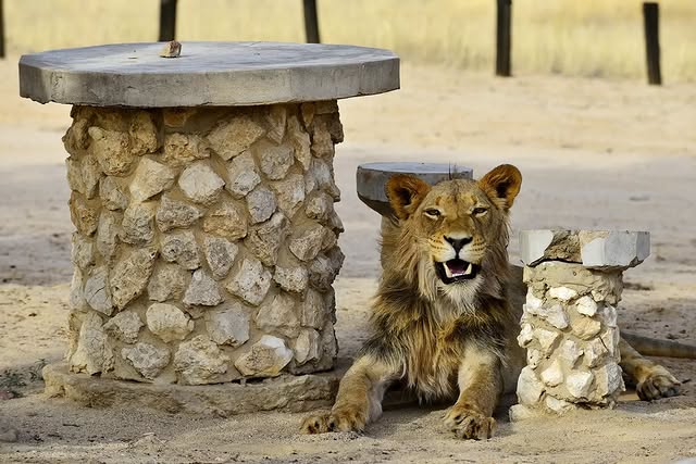 lion under picnic table in Kgalagadi