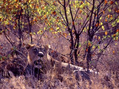 Lion under the Mopani trees