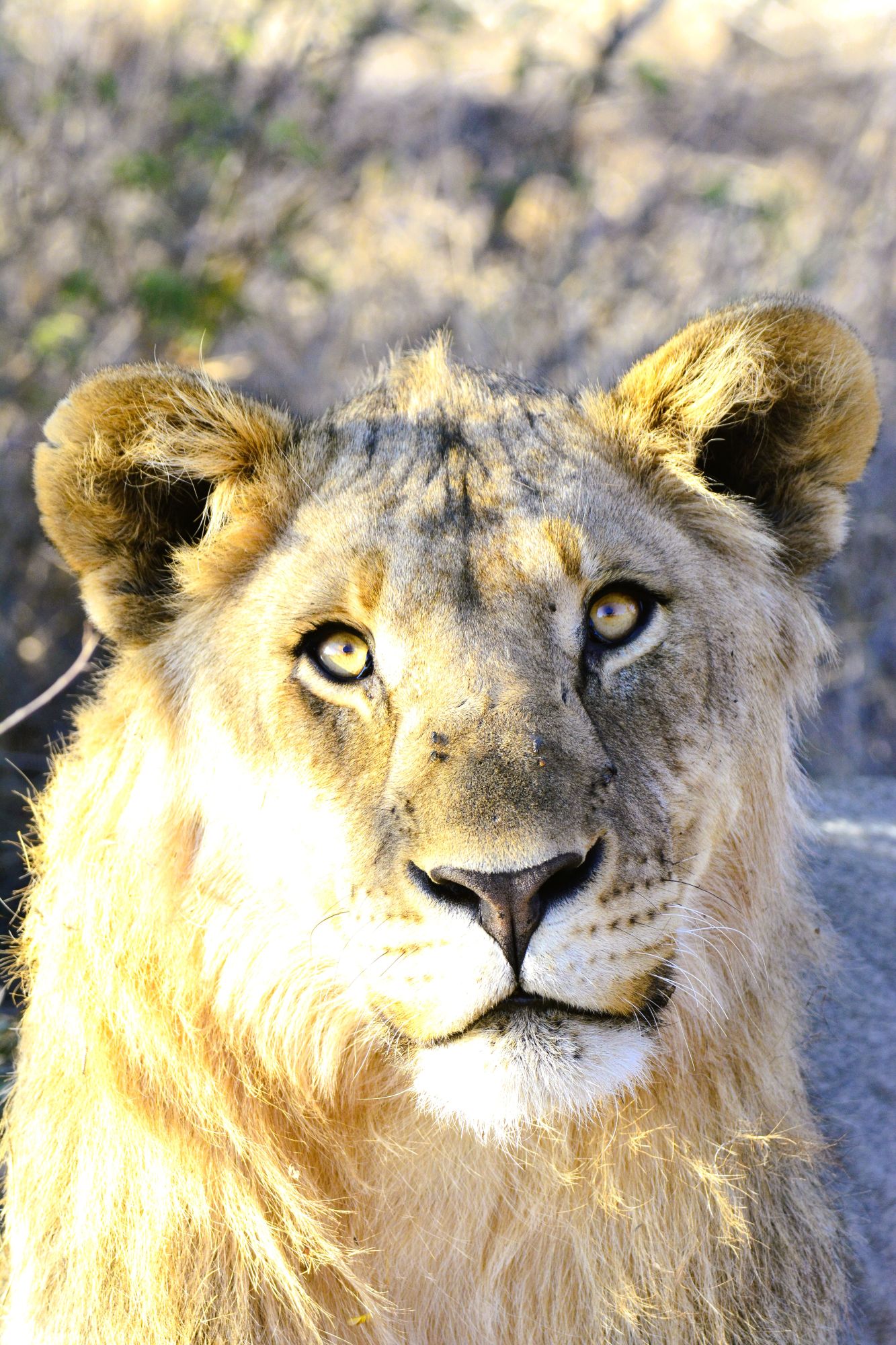 Young Lion seen and photographed on game drive at Etali Safari Lodge in Madkiwe
