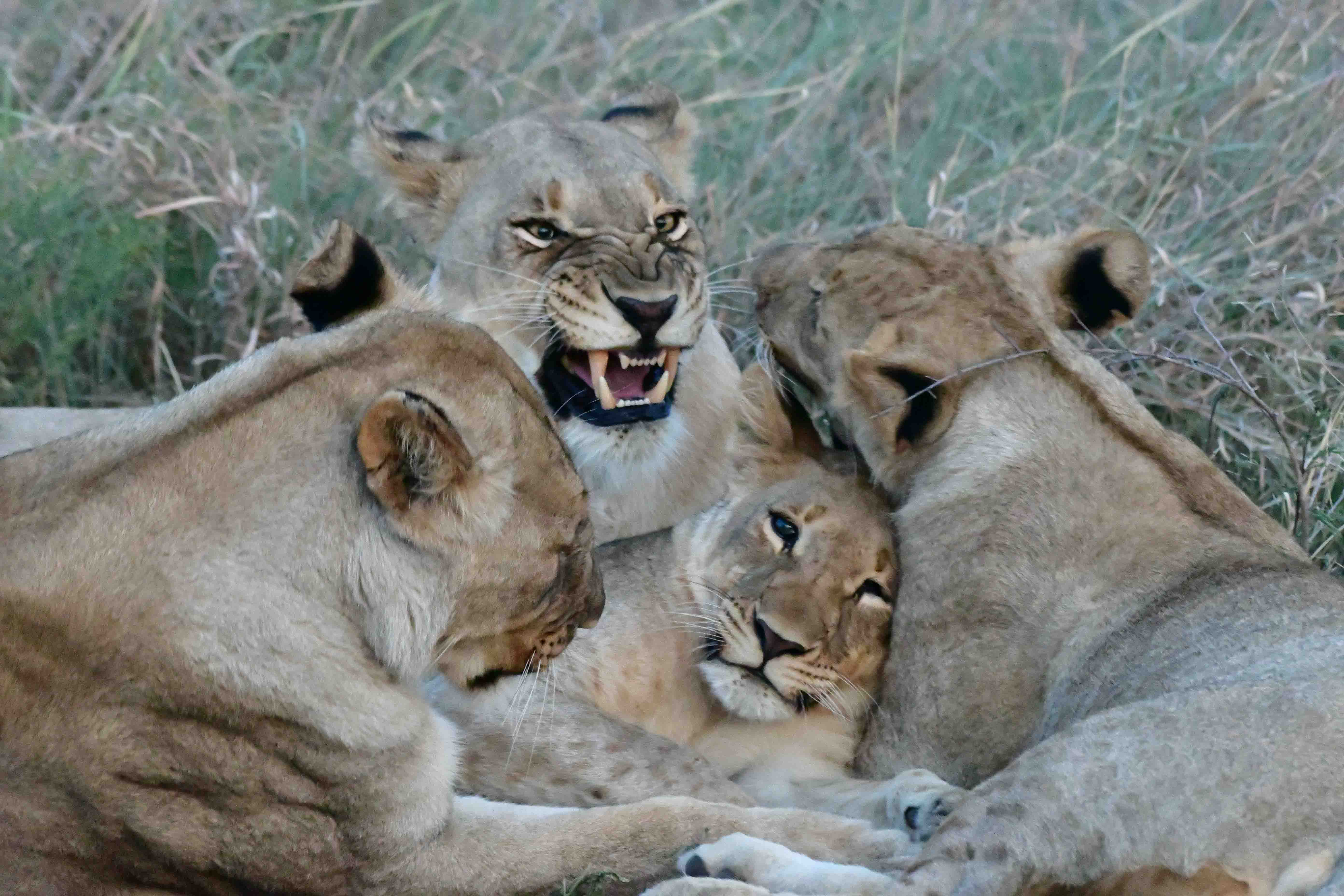 lioness and cubs on Madikwe northern plains