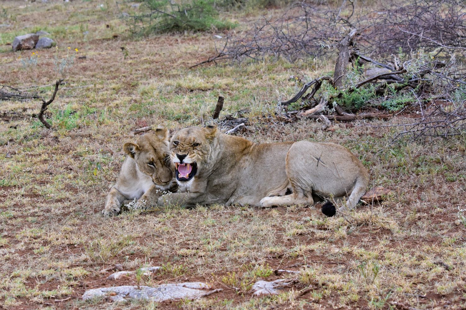 Lioness at graveyard junction in Madikwe Game Reserve Lioness at graveyard junction in Madikwe Game Reserve