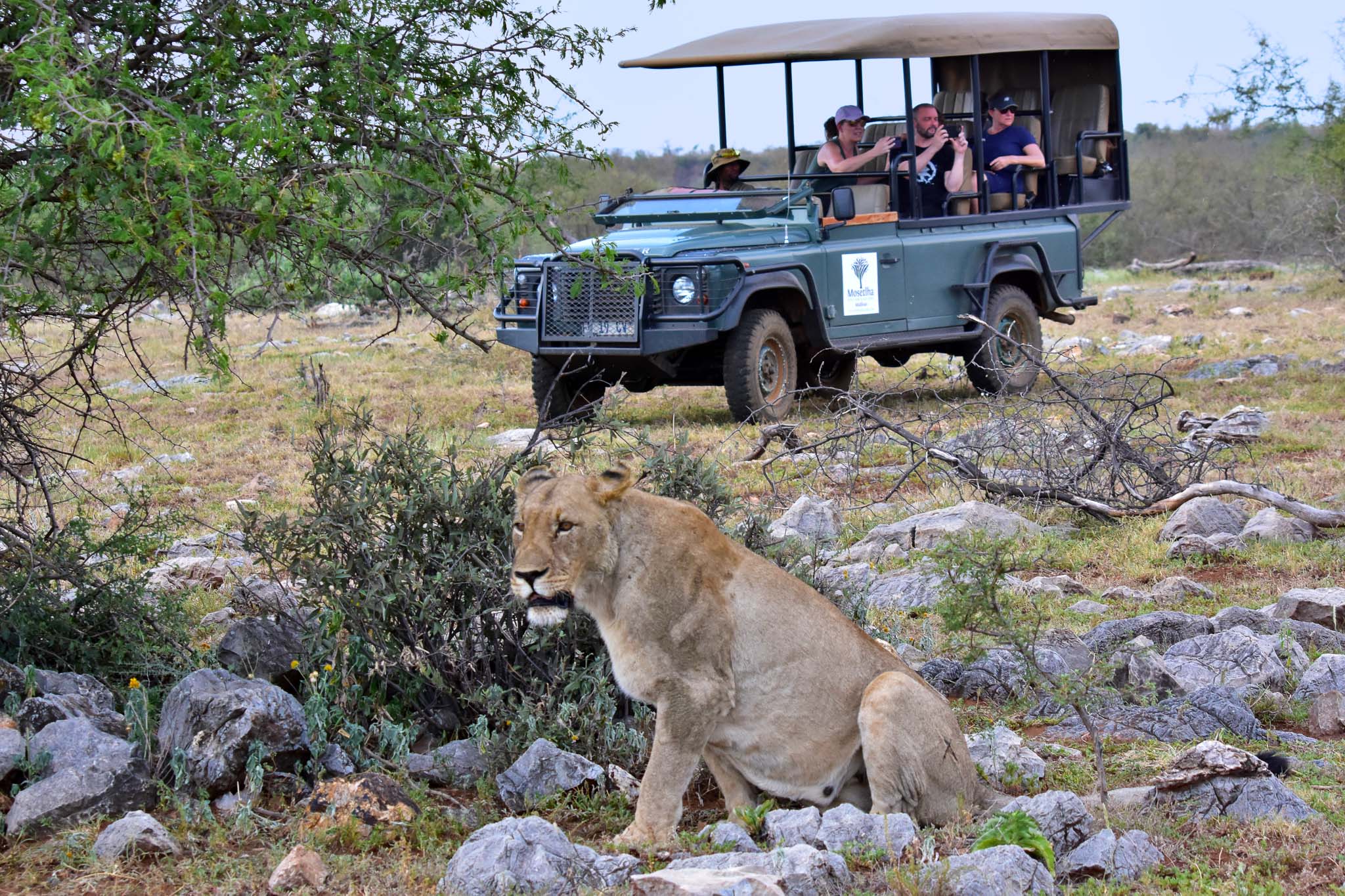 Jonny - lioness - Mosetlha