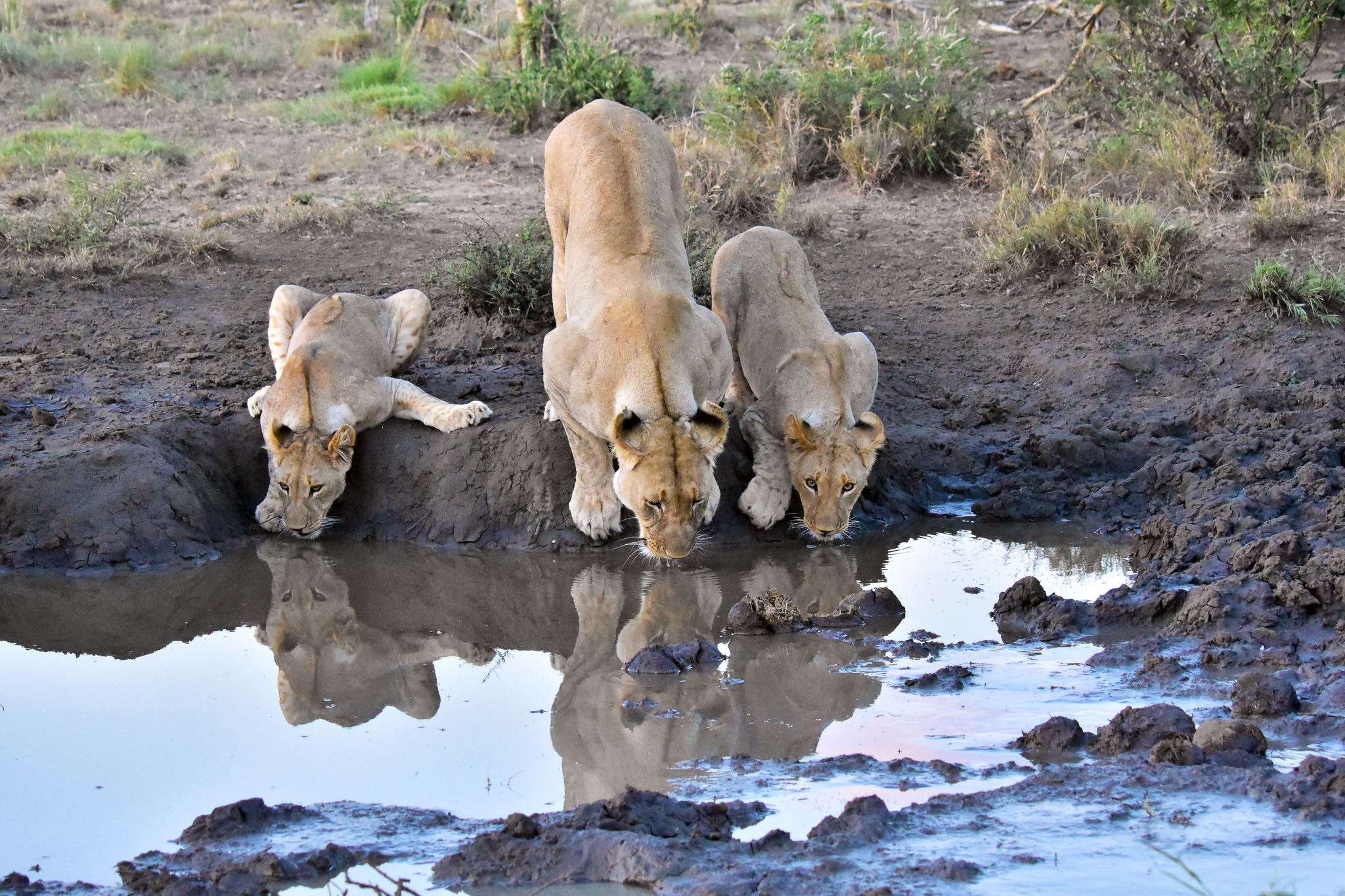 lioness and cubs drinking in Madikwe