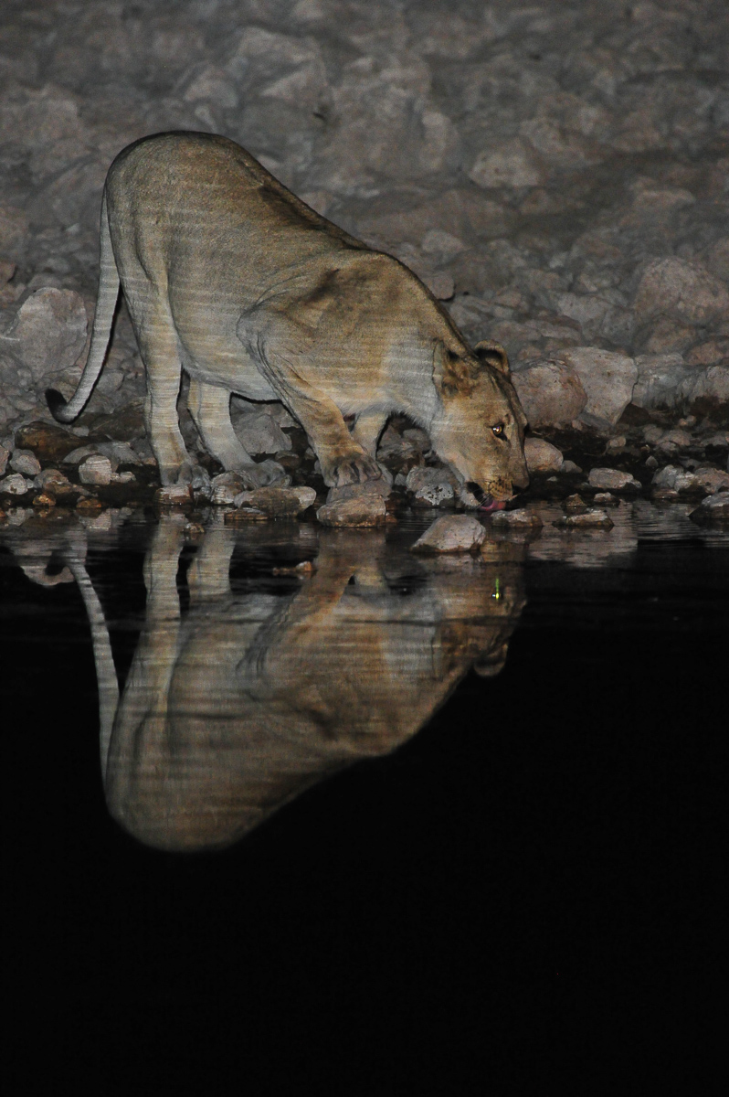 lioness drinking at night at Okaukuejo waterhole