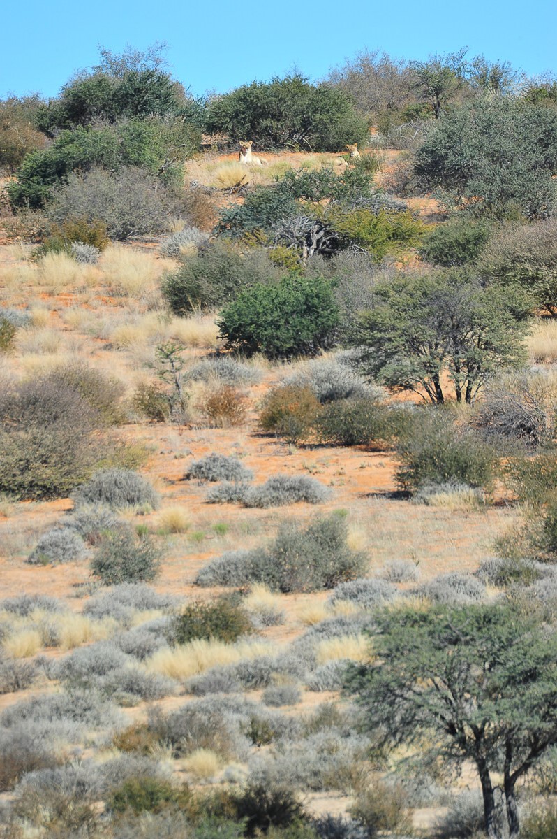two lionesses on sand dune