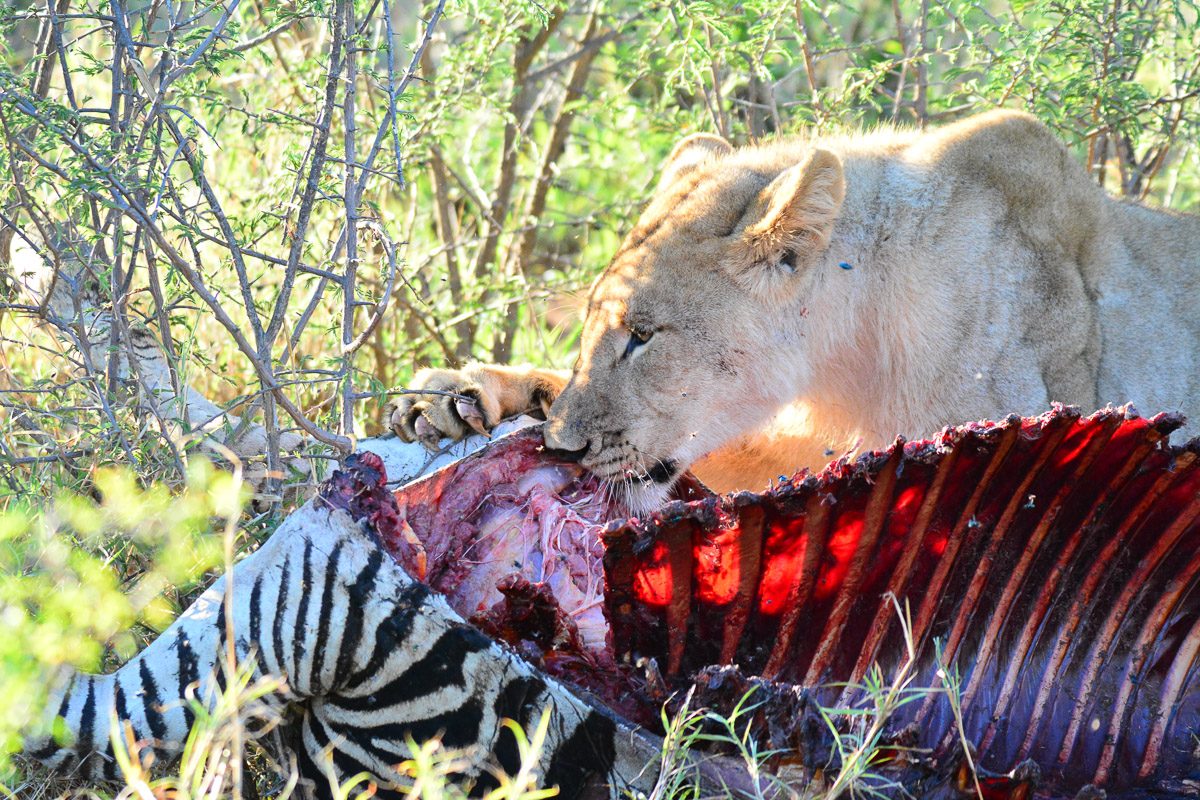 lioness on zebra kill in Madikwe lioness on zebra kill in Madikwe