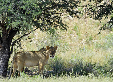lioness in Kgalagadi lioness in Kgalagadi