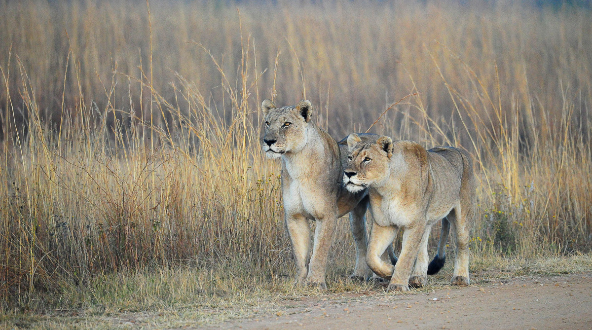 lionesses hunting image taken on  photographic safari with Tshukudu
