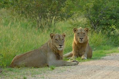 Lions near Orpen Camp