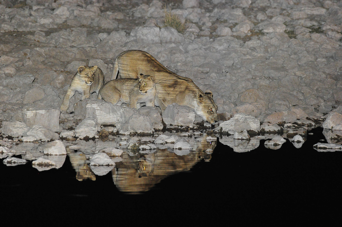 lions and cubs drinking at Okaukuejo