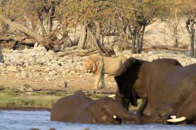 Lions and elephant 2